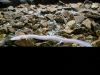 IMG-8e86c87087ae9568de9cb913044d5f0e-V
