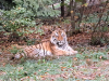 ZOO1