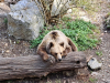 ZOO2