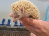 ZOO4